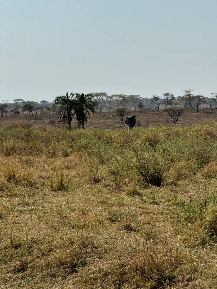 看得到大象在哪嗎?