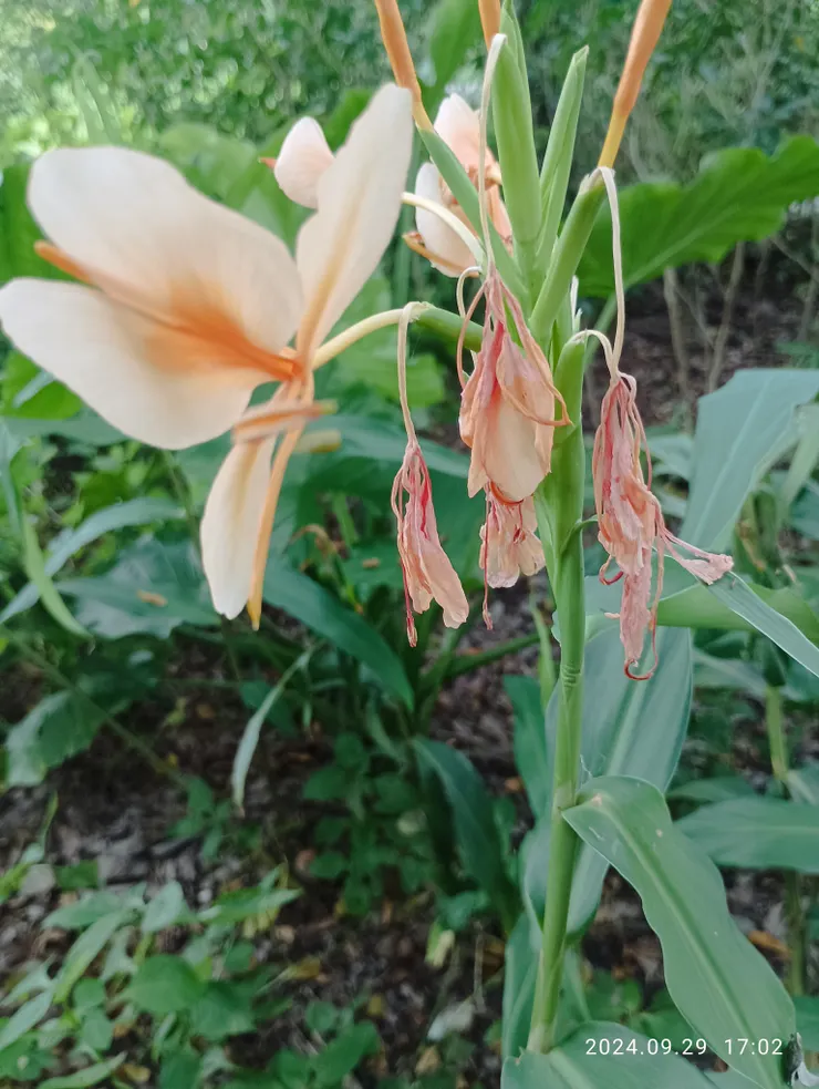 橘色野薑花