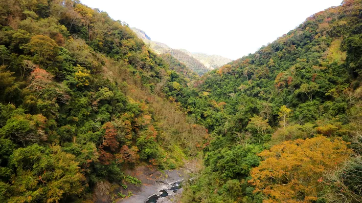 ▲白石吊橋深秋美景