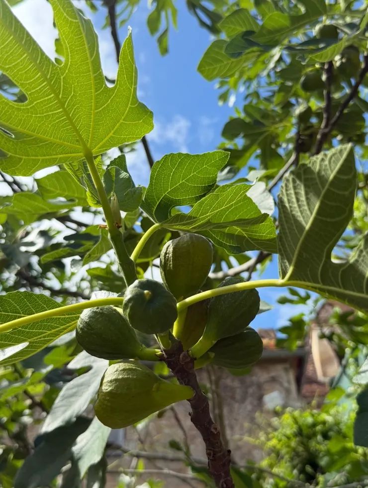 居然看到無花果樹，太驚喜了