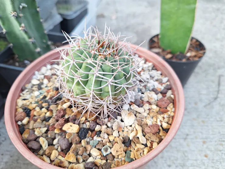 2025年11月2日拍攝