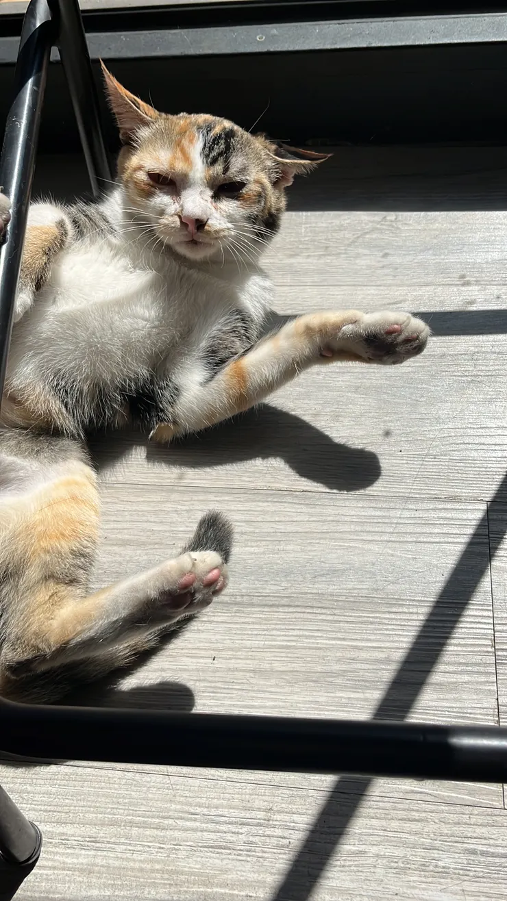 丘咖啡裡正在曬太陽的店貓