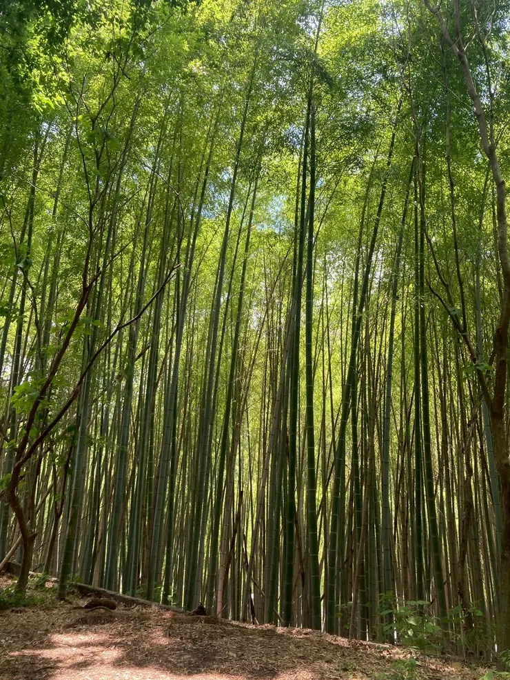 園區內的山間竹林