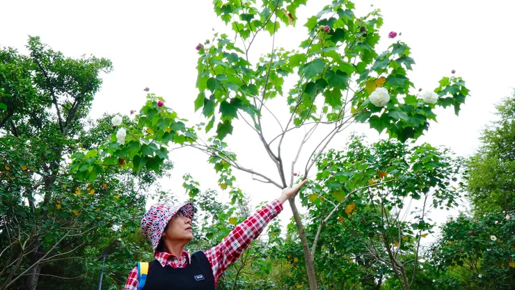 醉芙蓉一日三變