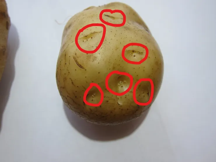 馬鈴薯去皮之前請先去除芽眼