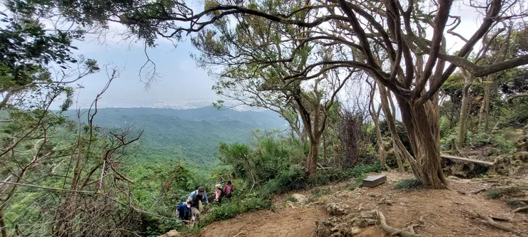 好漢坡中途，右邊為七里香大樹