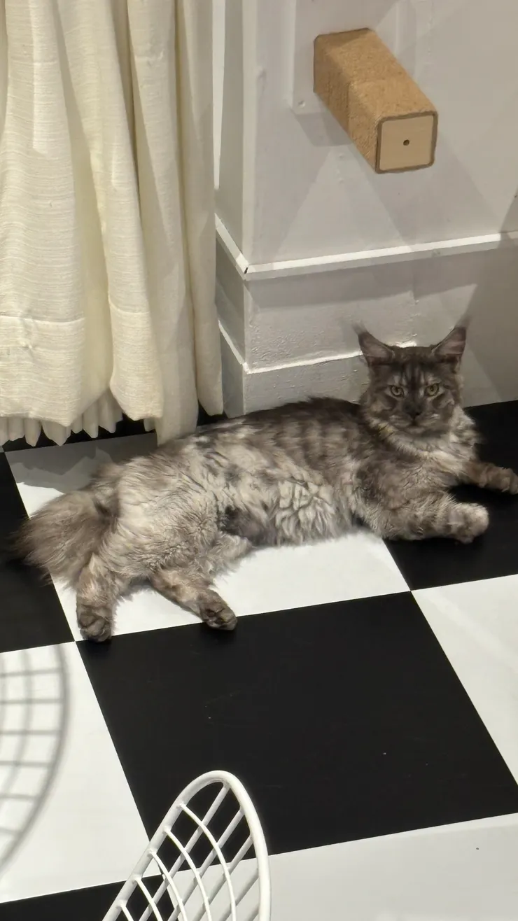 喵喵有約｜霸氣ㄟ 貓