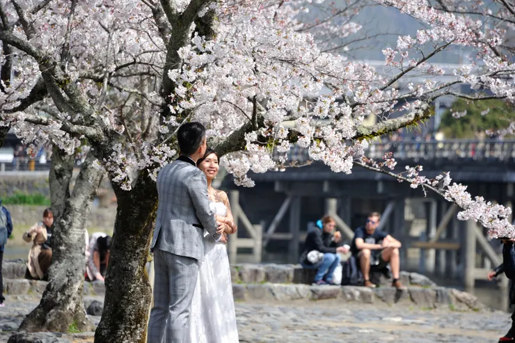 到南岸的嵐山公園中之島區，群櫻見頃，洗手間週邊，最是繁盛。有新人來拍結婚照外景。