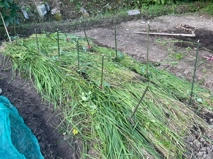 鋪草也是常見的保水方式