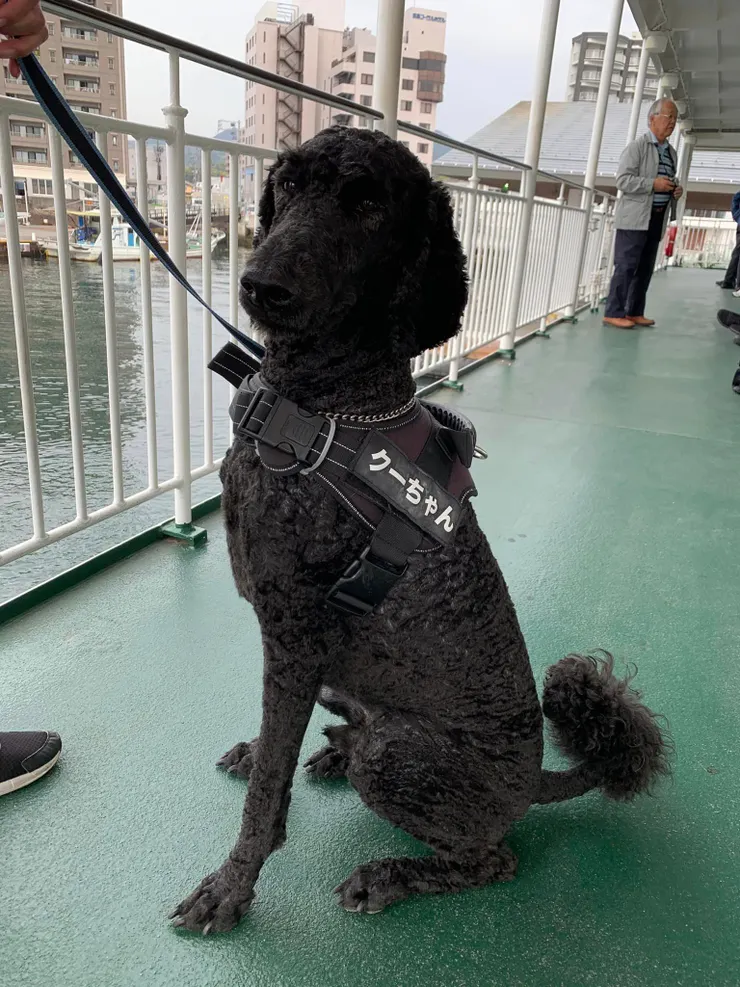 這是搭船中相遇的酷醬