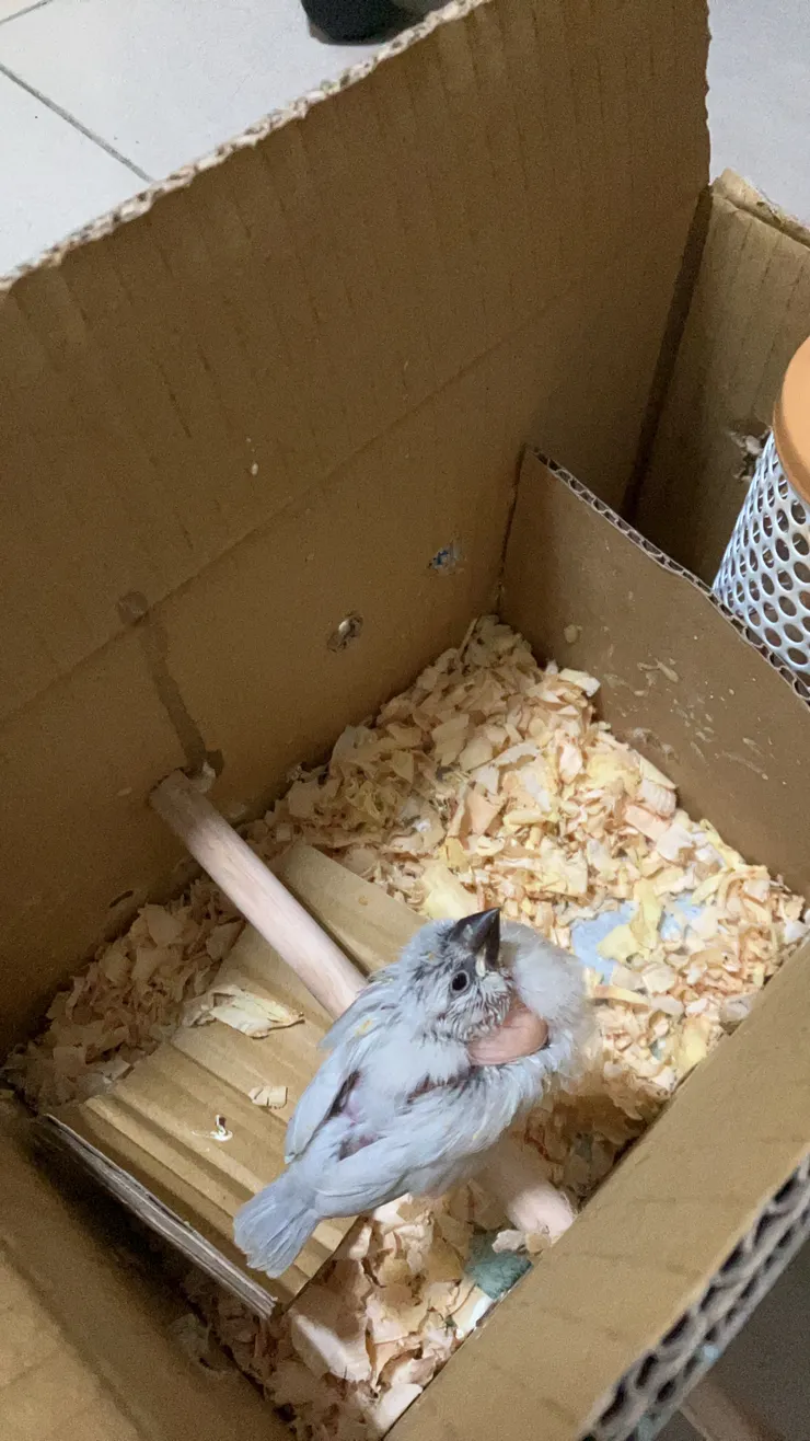 跳到木棍上，但還跳不出箱子，不過已經有那個想更往上跳的衝動了。跟我一樣，毛髮都不多，不過這時候是比剛到時多了一點啦。