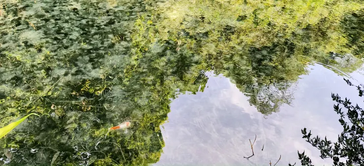 【遙想先民浸穀生芽備來春播種，於今小池幽謐青碧映綠如仙境。】
