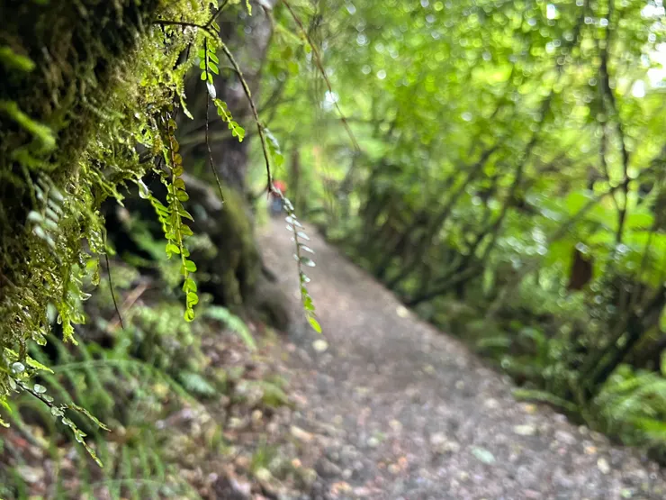 樹幹共生著地衣、苔蘚和可愛的蕨類植物