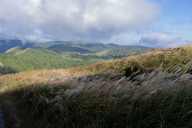 冷水坑芒草大景