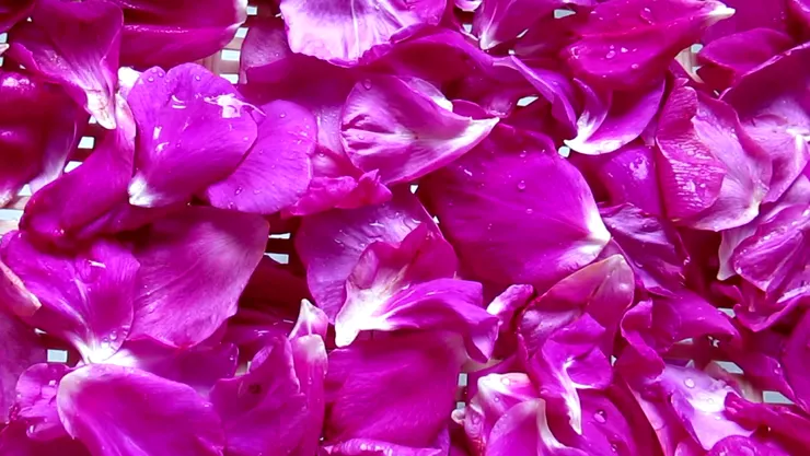 似曾相識，彷若夢裡