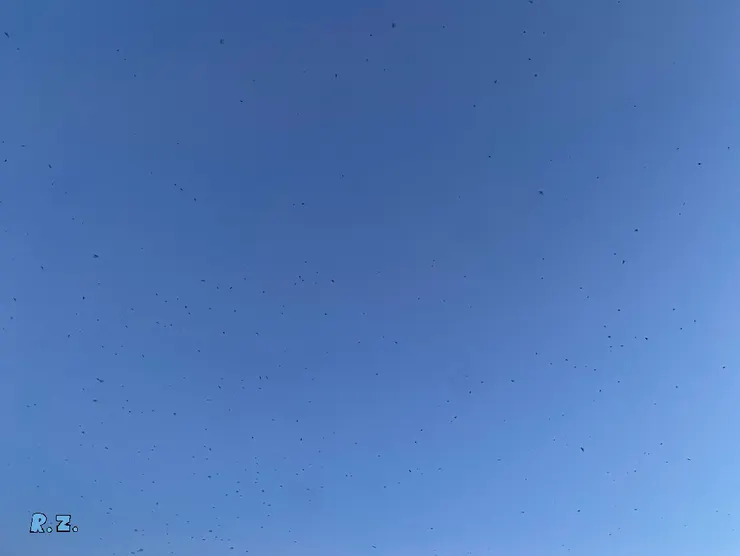 在空中飛舞的燕群,像撒開的小芝麻  ([陳傳義]拍攝)