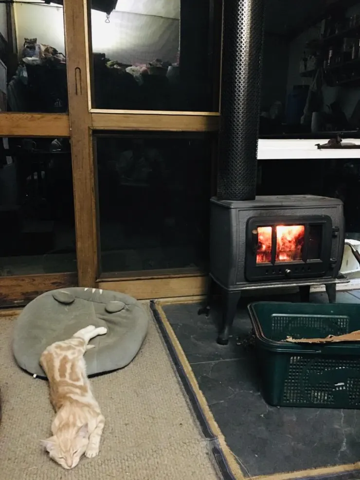 無精打采的Honey