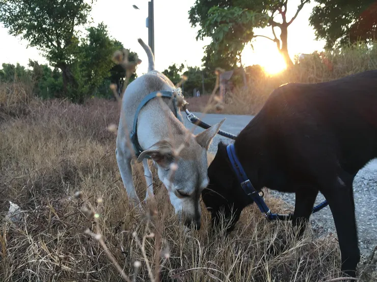 銀河與黑天總是充滿活力