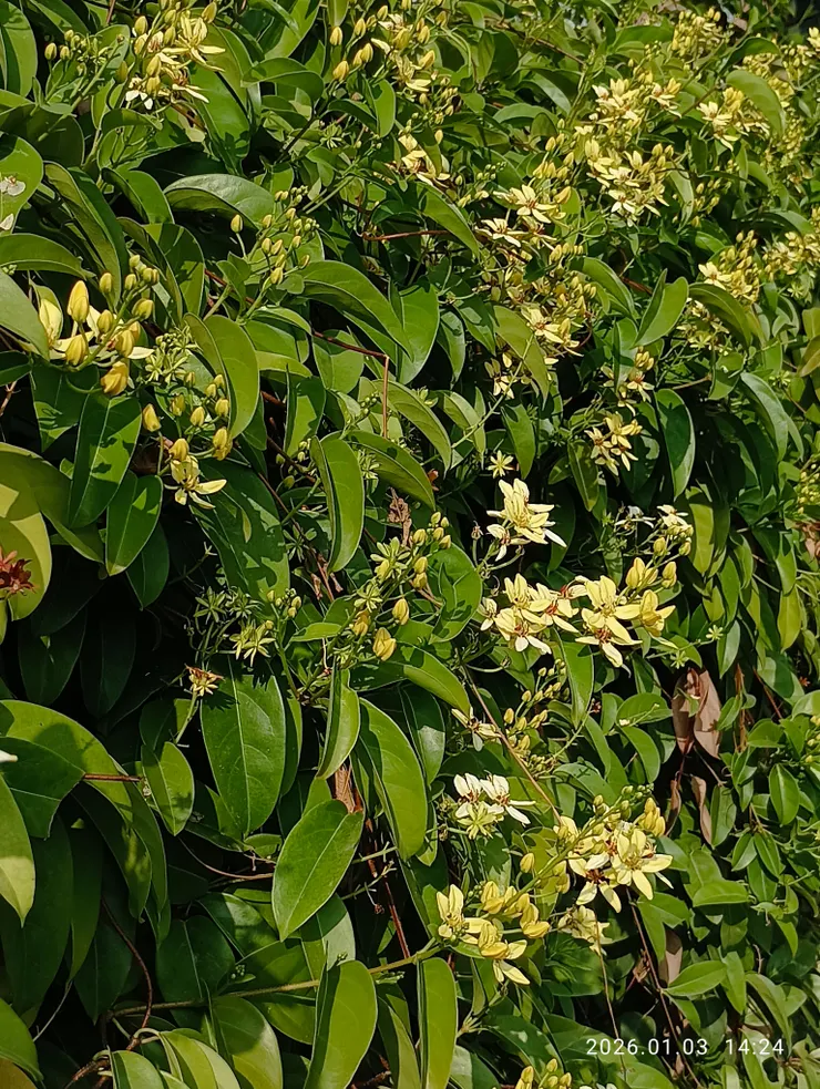 記來時翠葉吹涼，三星果花