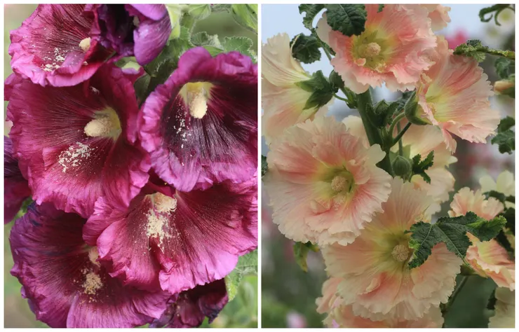 生長非常快速的蜀葵，簡直就像傑克的魔豆一樣神奇的植物！