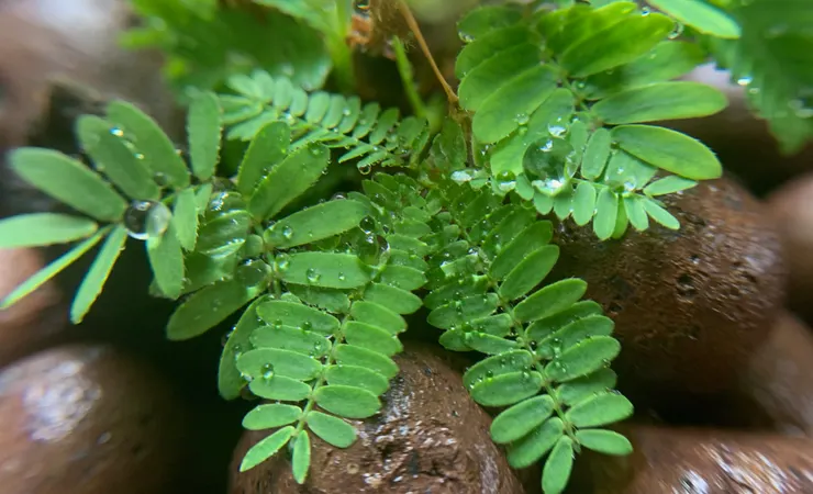 敏感的葉子也接住了，雨送給它的水晶球。
