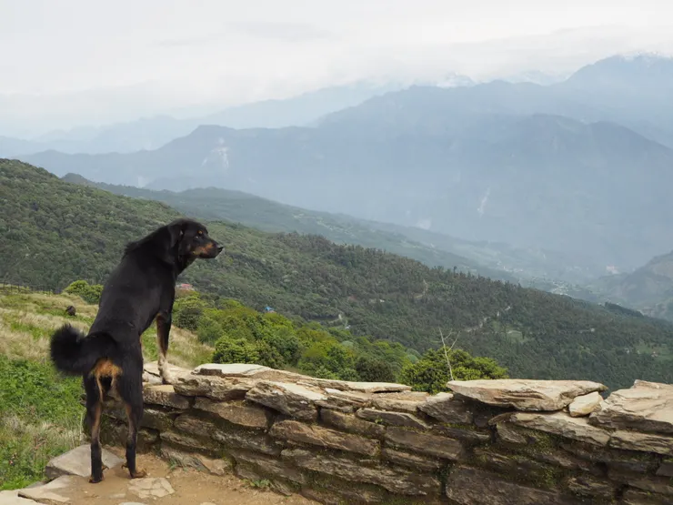可愛的狗狗也在眺望風景