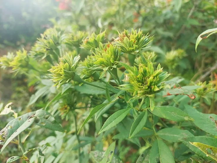 綠萼，是一種非常珍稀的古典月季。花與葉一片綠油油，雖有花形，卻是萼的瓣化，乾隆時就有記載，傳到西方，令西方的薔薇愛好者也驚動不已！