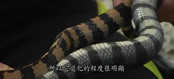 飯島氏海蛇(左)的腹鱗明顯小於闊帶青斑海蛇(右)的腹鱗。(圖片來源:影片【發現】回到大海的蛇)