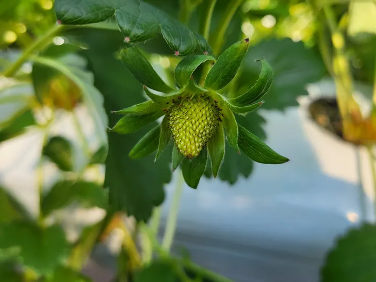 剛生長出來的草莓
