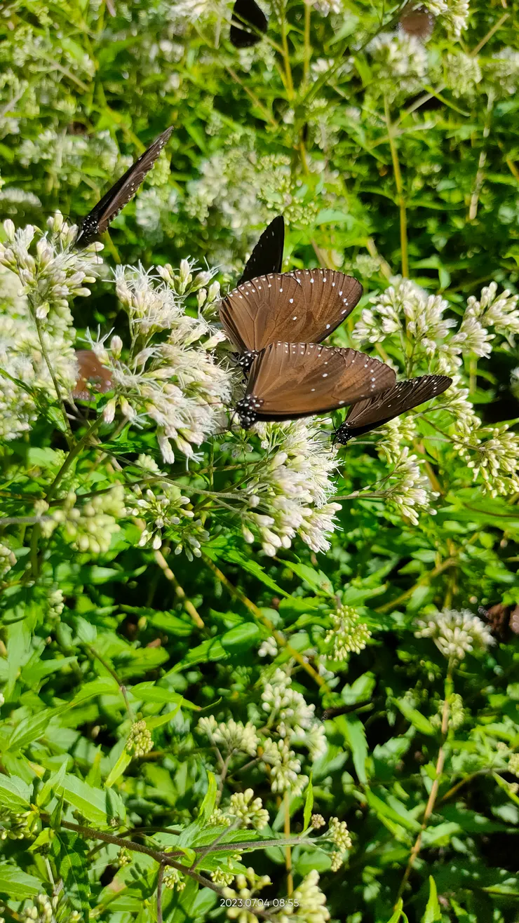 入園一段有一個小蝴蝶園,蝴蝶不少