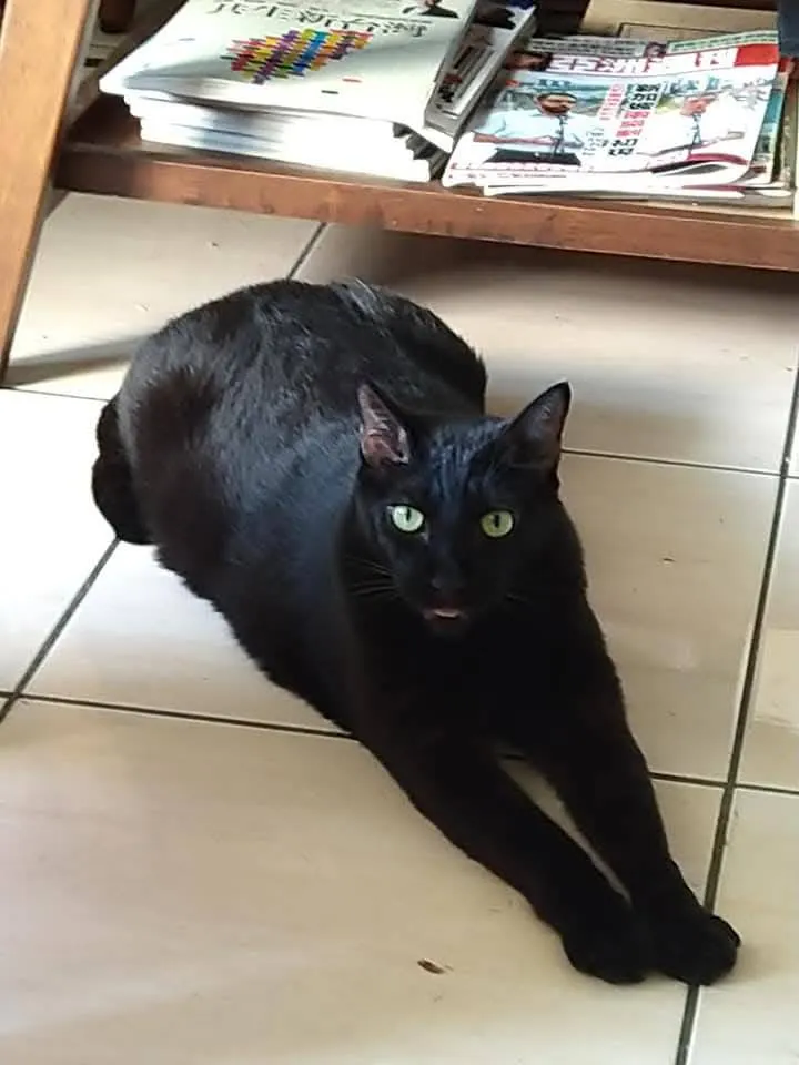 小黑(李建崑攝影)