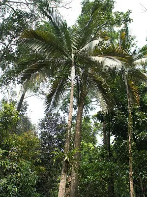 src