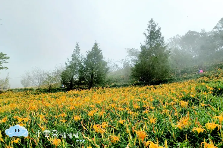 金針花加上山嵐霧氣，絕美！