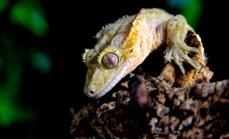 Correlophus ciliatus