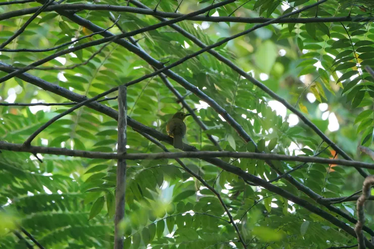 Yellow-browed Bulbul