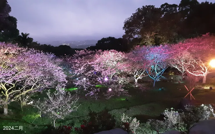 五彩夜櫻粉夢幻