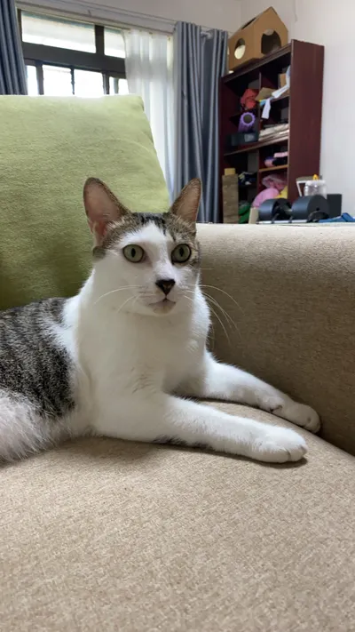 不是貓需要同伴，而是我們