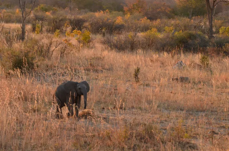彷彿跟大象媽媽說"等等我啊"的大象寶寶