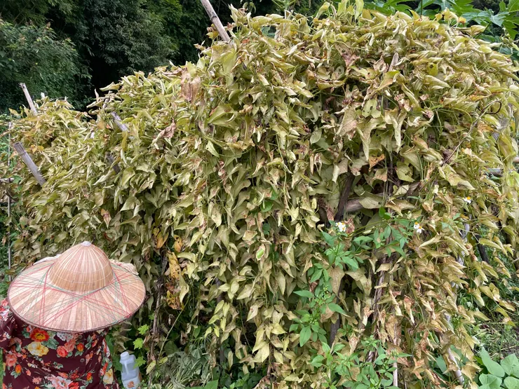 即將落葉的山藥