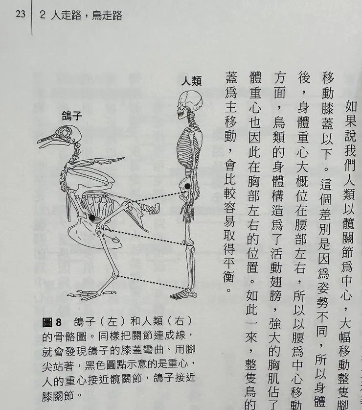 取自《鴿子為什麼要邊走邊搖頭？》第23頁