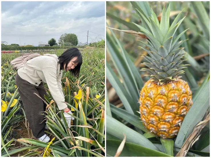去年一月參加阿美鳳梨採果樂活動