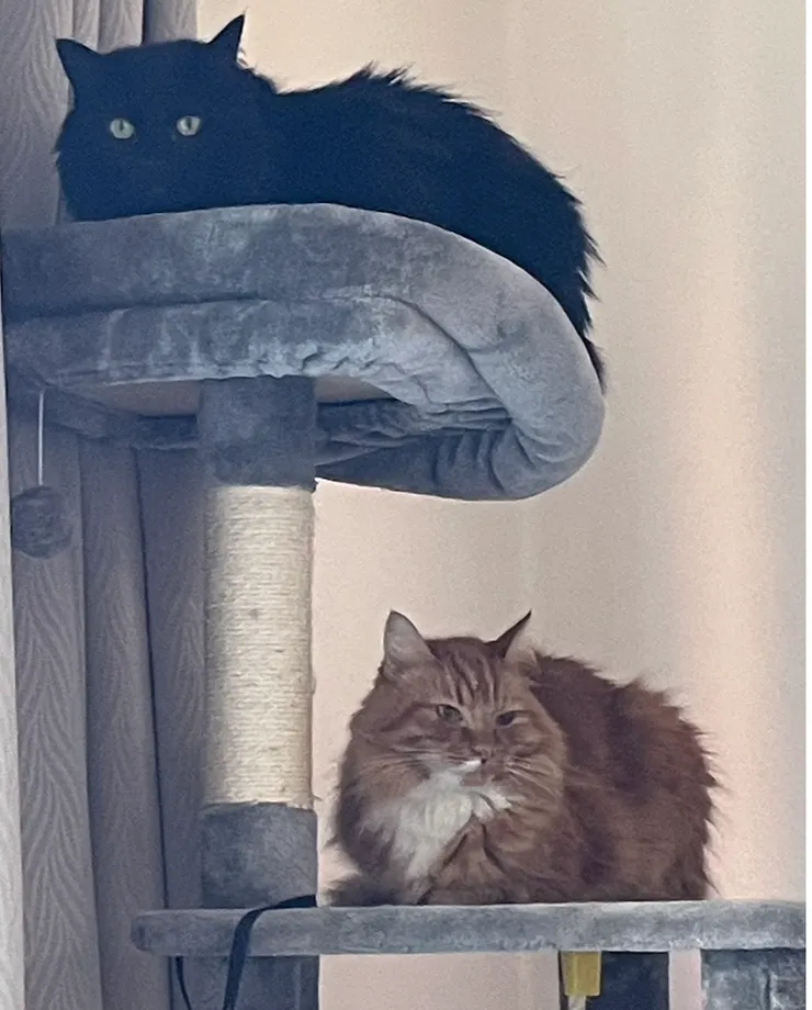 貓咪喜歡站在高處，以便觀察周圍的情況，同時避免地面上的潛在危險。