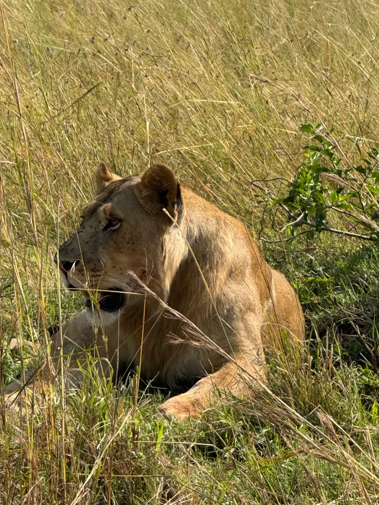 在樹下看斑馬的母獅子