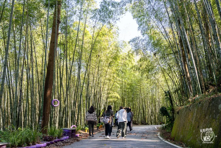 竹林茶席,瑞里茶席,瑞里茶葉,瑞里體驗,瑞里綠色隧道,綠色隧道,瑞里秘境,竹林小徑,瑞里竹林,阿里山秘境,瑞里景點,阿里山景點,嘉義景點,阿里山步道,瑞里步道