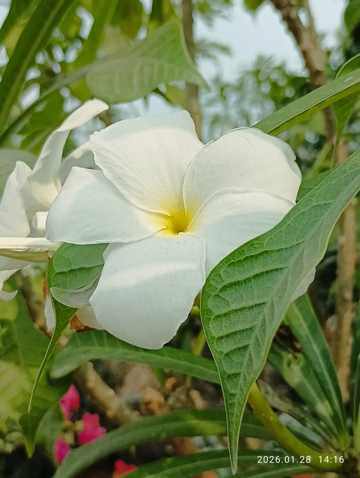 花間歸去脈脈亂呀！