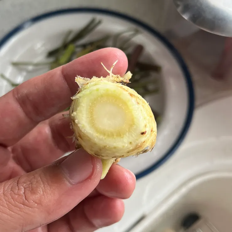 新鮮當歸頭的剖面長得像這樣