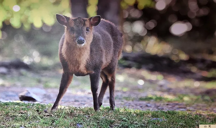 ▲台中「大雪山國家森林遊樂區」/圖片來源：Betty's Jump Diary