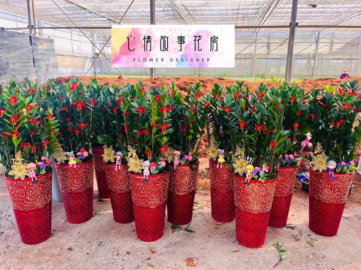 台南人推薦的開工植物盆栽！企業、銀行、醫院愛用，招財又大器！