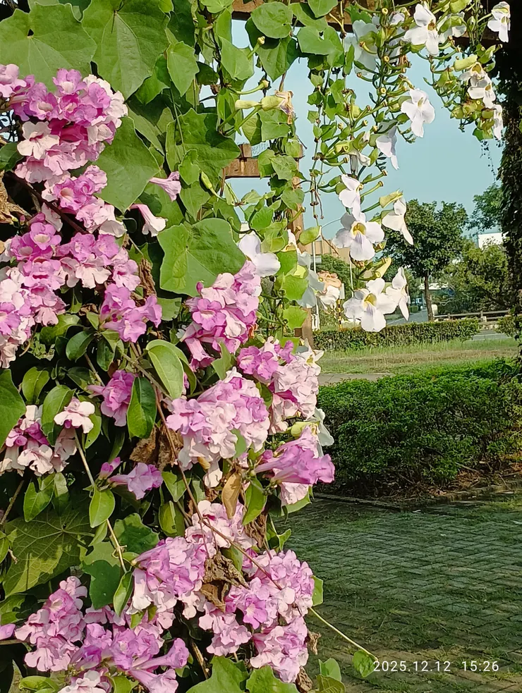 但看鄧伯蒜香藤