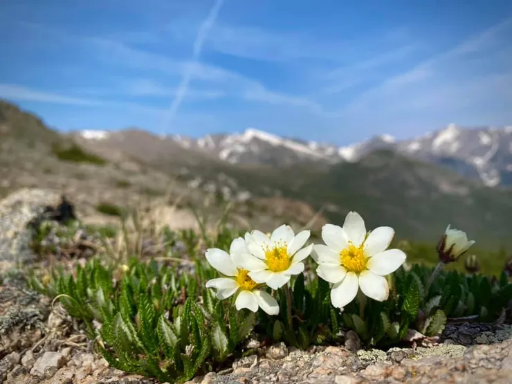 仙女木，是從臉書Rocky Mountain Wildflowers借來的圖，出處請見連結